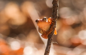 Spring Peeper on a Twig Copyright 2013 Last Mile Photography