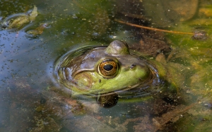 American bullfrog I photographed with a Canon Rebel T4i and Canon 100-400mm Lens