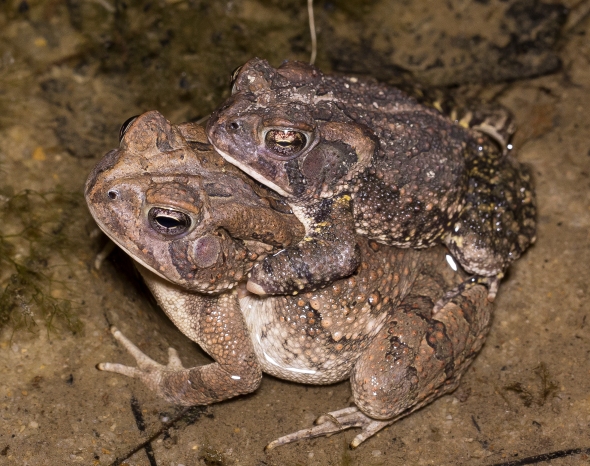 toadmating_2